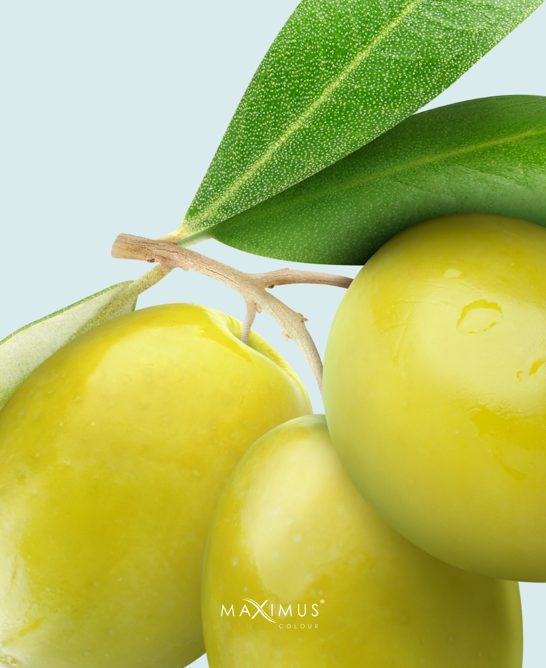 Desmaquillante Multibeneficios Oliva