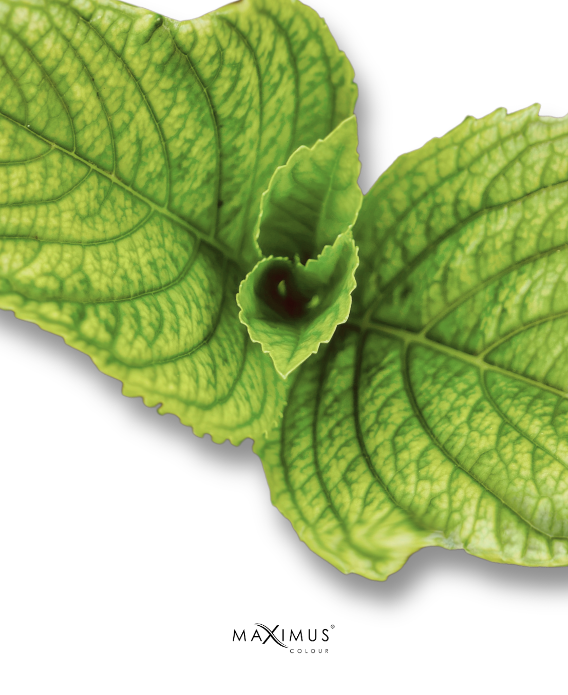 Rimel Té verde y microfibras con cepillo de silicón Maximus Colour